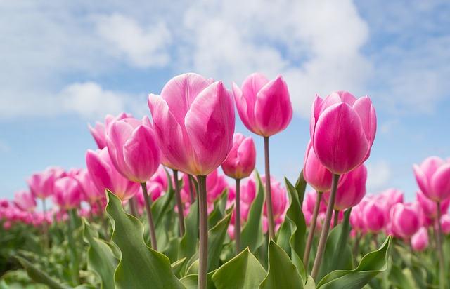 Breng je tuin tot leven met deze populaire voorjaarsplanten